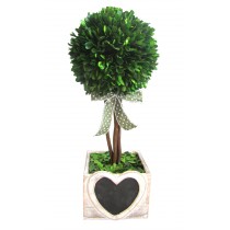 16.5"H Boxwood topiary with heart wood box 