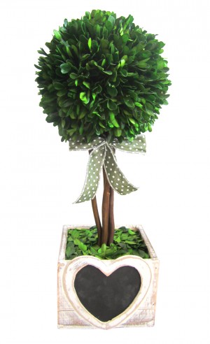 16.5 InchH Boxwood topiary with heart wood box 