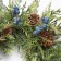 30 inch Christmas Wreath with Pinecones and Berries