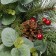 26 inch Eucalyptus Christmas Wreath with Pinecones