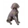 DOG GARDEN STATUE